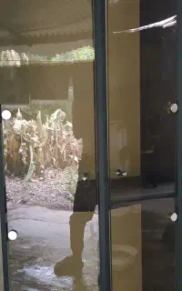 بوفه