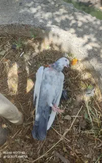 جوجه سرور دم سفید