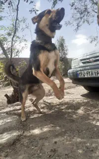 سگ ژرمن ورک لاین