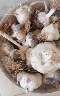 سیر محلی تازه کنده شده