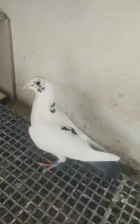 نر پلاکی عراق