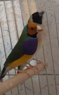 فنچ گلدین بیگ سایز تازه بالغ