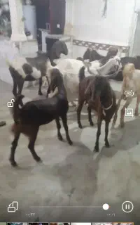 گوسفند