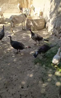 بوغلمون محلی