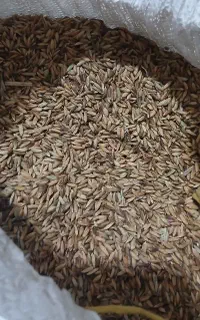 شلب شلتوک درجه یک
