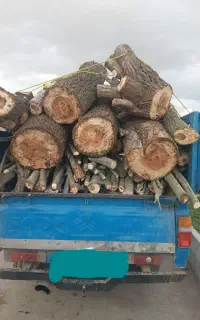 خرید درخت وچوب سقفی
