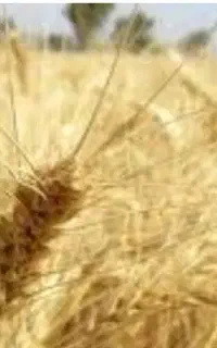 گندم آبی