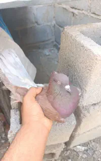 کفتر پرشی
