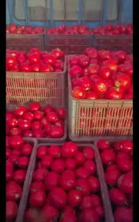 گوجه ربی درجه یک