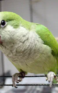 طوطی راهب گمشده