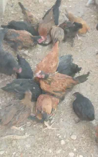 فروش جوجه محلی