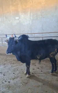 گوساله نر چاق گیلک