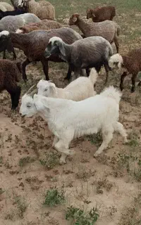 بزغاله نروماده دوقلو اصل جنس سانن ارسال می‌شود