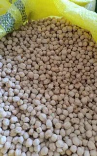 نخود بوجاری شده و سورت شده