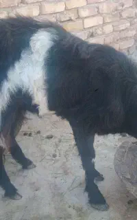 گوسفند فروشی
