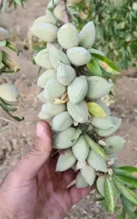 پیوند بهاره و خواب