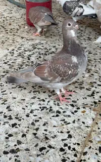 پرنده