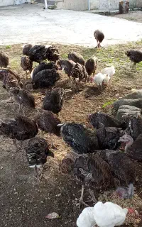 فروش بوقلمون