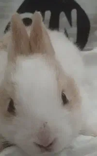 بچه خرگوش