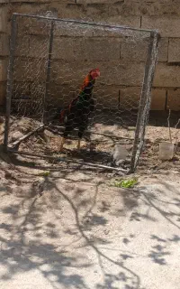 خروس لاری با مرغ