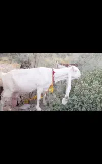 بز پاکستانی گلابی اصیل