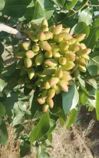 کودارگانیک کروا افزایش40 درصدی تناژ
