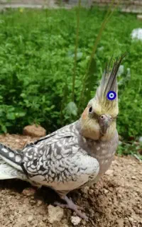 عروس هلندی گمشده