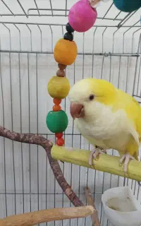 طوطی راهب نر خردلی