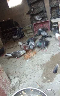کبوتر