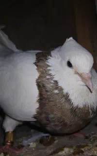 کبوتر