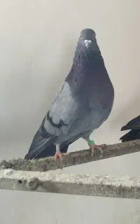 کبوتر