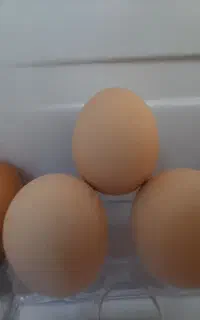 تخم مرغ برهما