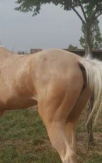 اسب مادیان ترکمن ۳ ساله