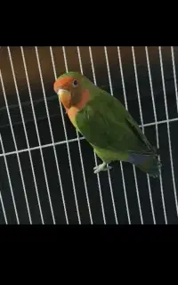 طوطی کوتوله فیشر ماده