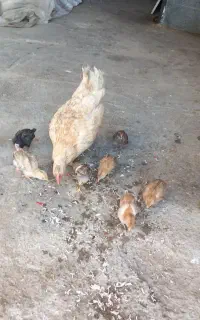 جوجه کوردی