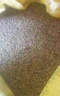 عدس امسال