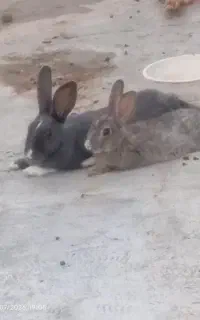 پنج تا خرگوش
