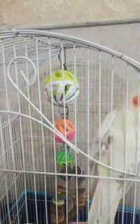 عروس هلندی نر