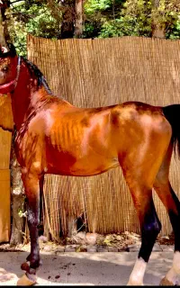 اسب درهشور