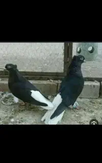 سینه باز دمسفید وه دمسفید