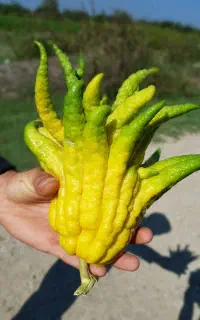 نهال تضمینی و اصلاح شده مرکبات