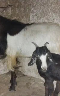 پازن
