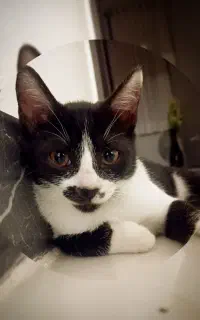 واگذاری گربه رایگان
