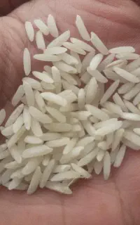 برنج سر الک/درجه۱/کاملا ارگانیک