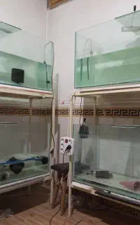 آکواریوم یک متری در عرض و ارتفاع ۵۰سانت