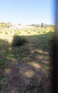 یونجه تازه درجه