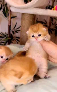 گربه ناز نازی