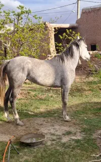 اسب مادیان درشت هیکل