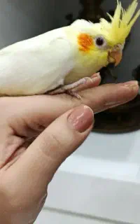 عروس هلندی گمشده