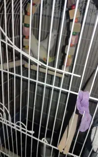 عروس هلندی